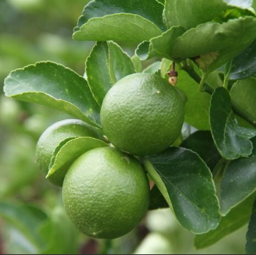 Citrus aurantifolia Sublime