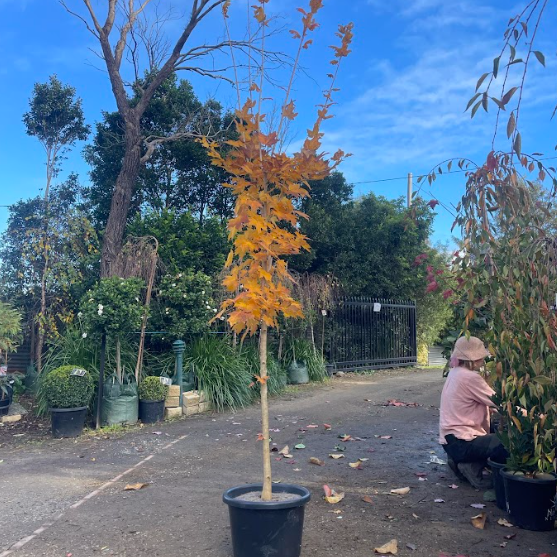 Acer saccharum Sugar Maple