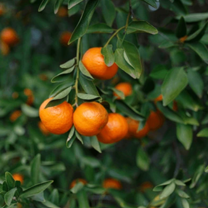 Citrus kinokuni Sugar Bubba Mandarin