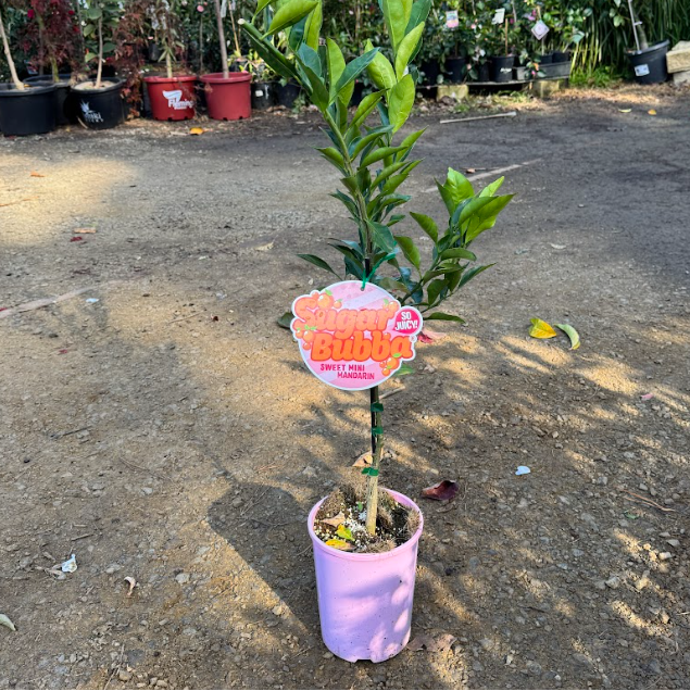 Citrus kinokuni Sugar Bubba Mandarin