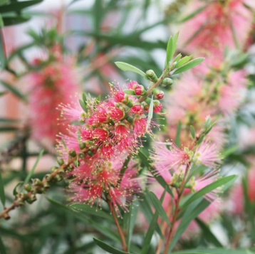 Callistemon sieberi Sugar Candy
