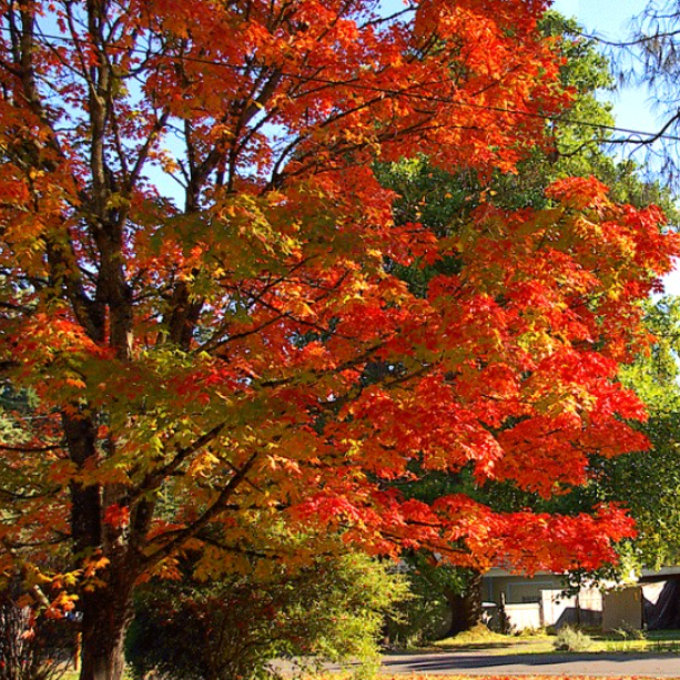 Acer saccharum Sugar Maple