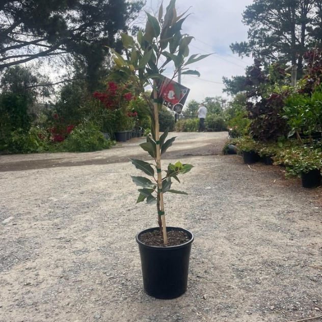 Corymbia ficifolia Summer Red Grafted