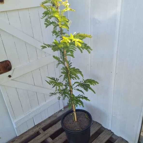 Gleditsia triacanthos var. inermis Sunburst