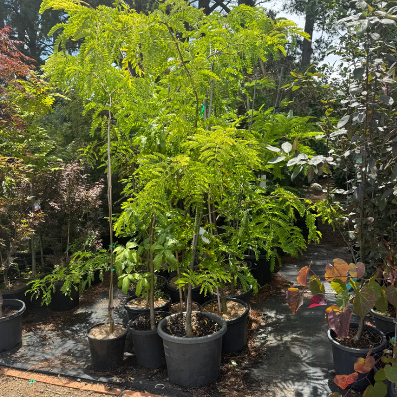 Gleditsia triacanthos var. inermis Sunburst
