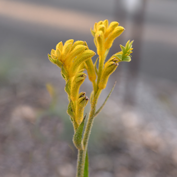 Anigozanthos Bush Sunburst PBR