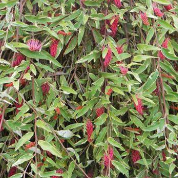 Grevillea hybrid Sunkissed Waters Standards