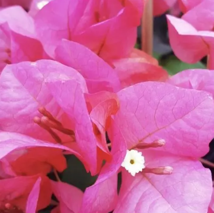 Bougainvillea Bambino™ Sunrise