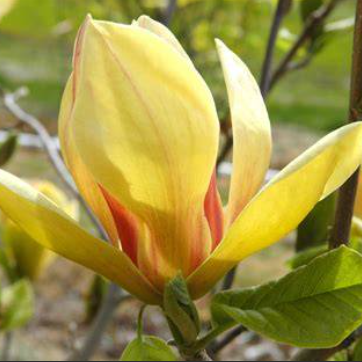 Magnolia x soulangeana Sunsation