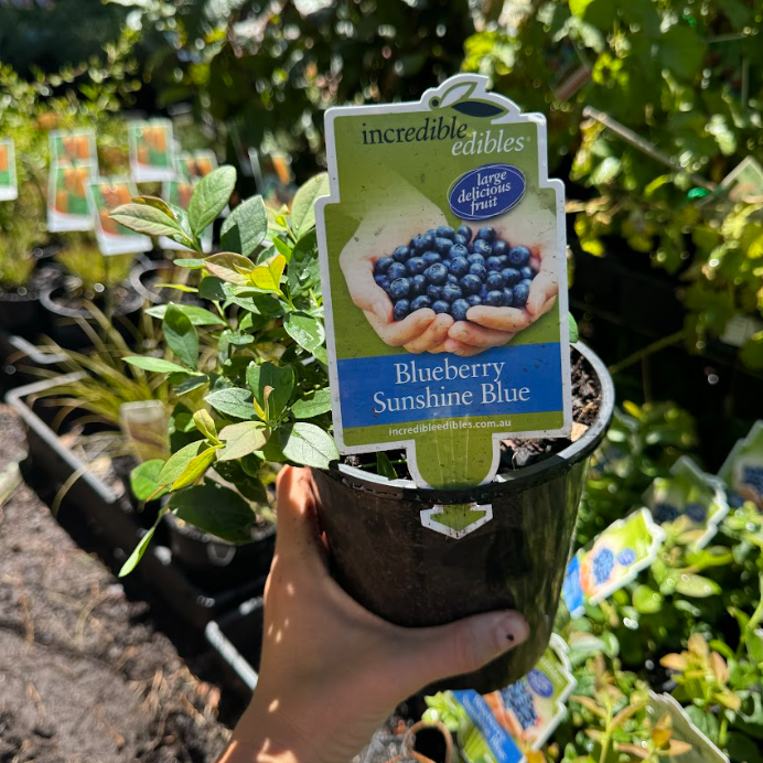 Vaccinium spp.Sunshine Blue Blueberry
