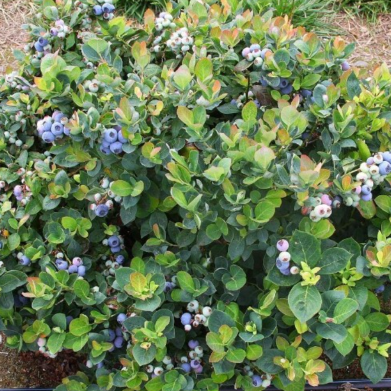 Vaccinium spp.Sunshine Blue Blueberry