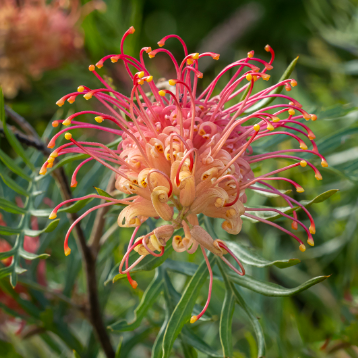 Grevillea Superb