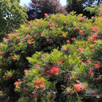 Grevillea Superb