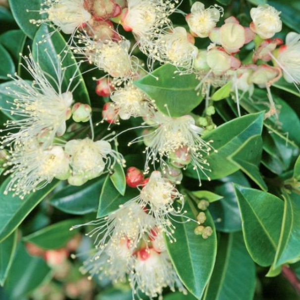 Syzygium australe Superior (Psyllid Free)