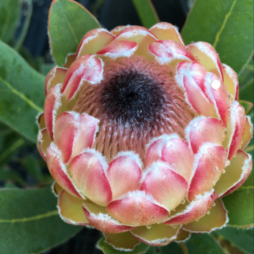 Protea magnifica × susannae Susara
