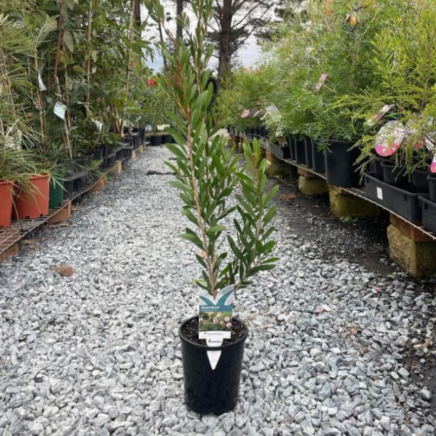 Callistemon PBR Sweet Burst™