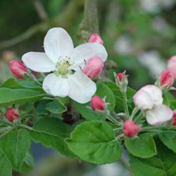Malus domestica Sweet Cheeks Dwarf Apple