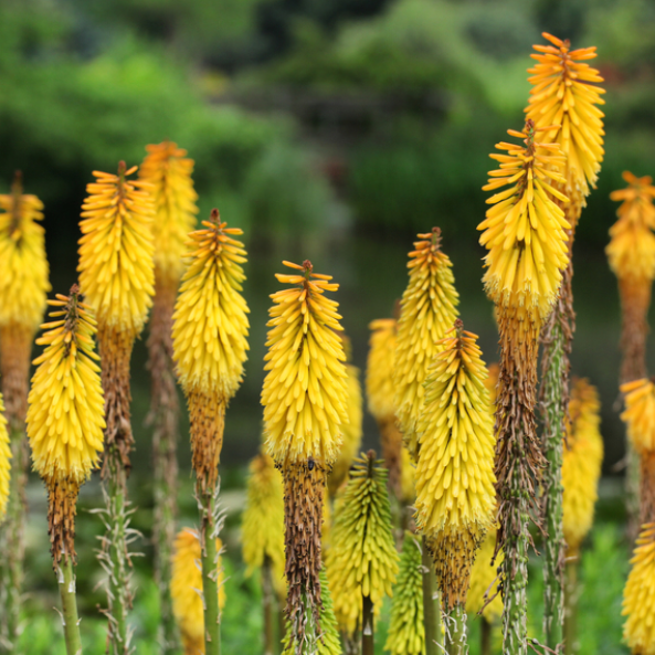 Kniphofia Sweet Corn