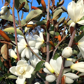 Magnolia grandiflora Sweet Spire