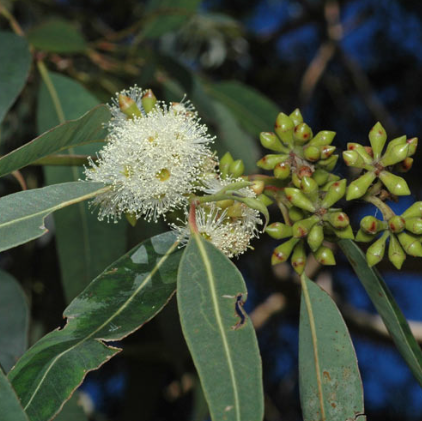 Eucalyptus saligna Sydney Blue Gum