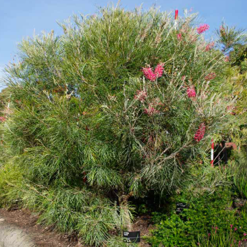 Grevillea Sylvia