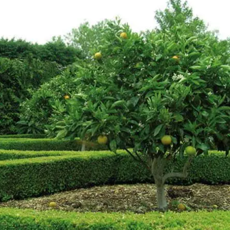 Citrus latifolia Dwarf Tahitian Lime Grafted