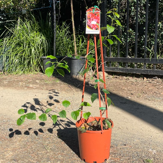 Bougainvillea Tango