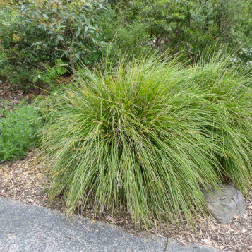 Lomandra longifolia Tanika