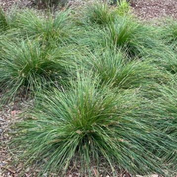Lomandra longifolia Tanika