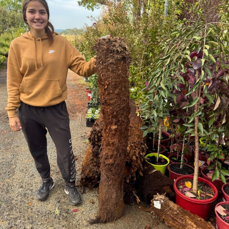 Dicksonia antarctica Tasmania Tree Fern