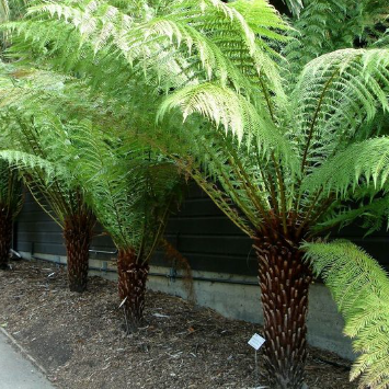 Dicksonia antarctica Tasmania Tree Fern