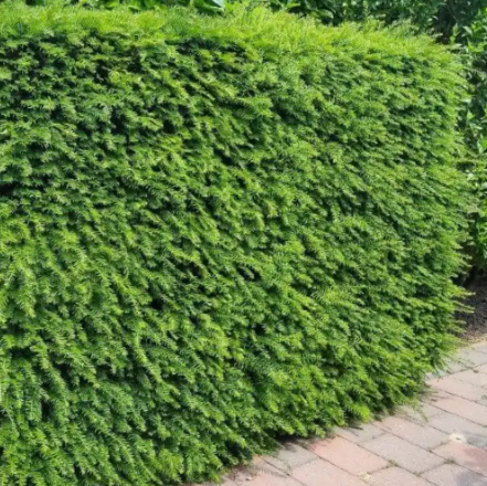 Taxus baccata English Yew