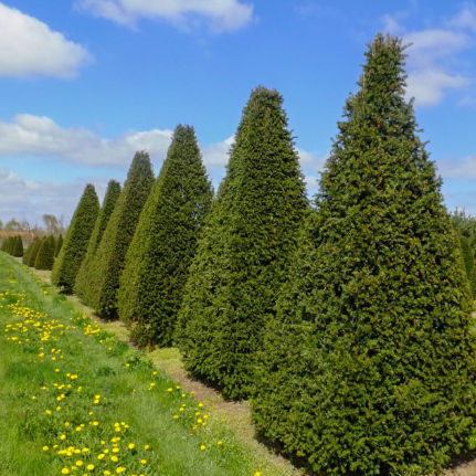 Taxus baccata English Yew