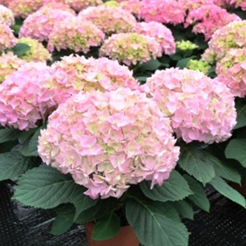 Hydrangea Tea Time Pink