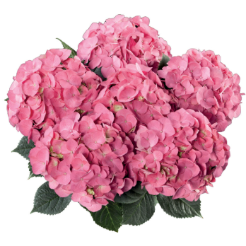 Hydrangea Tea Time Pink