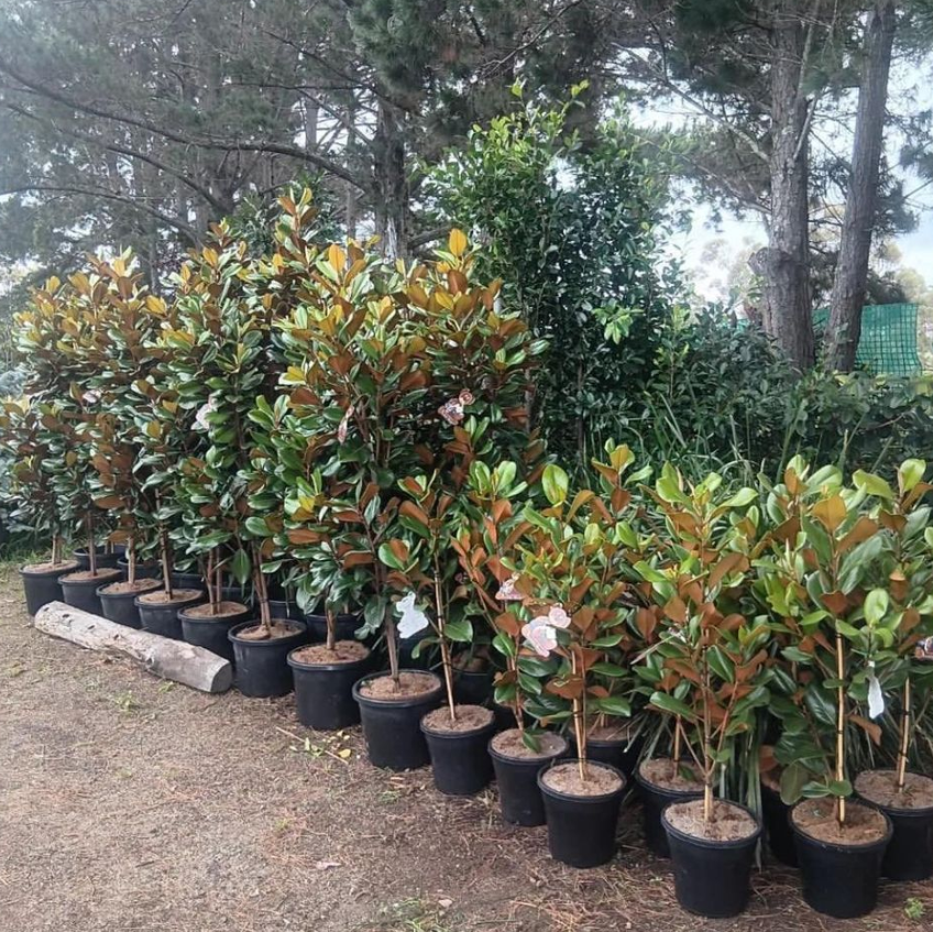 Magnolia grandiflora Teddy Bear