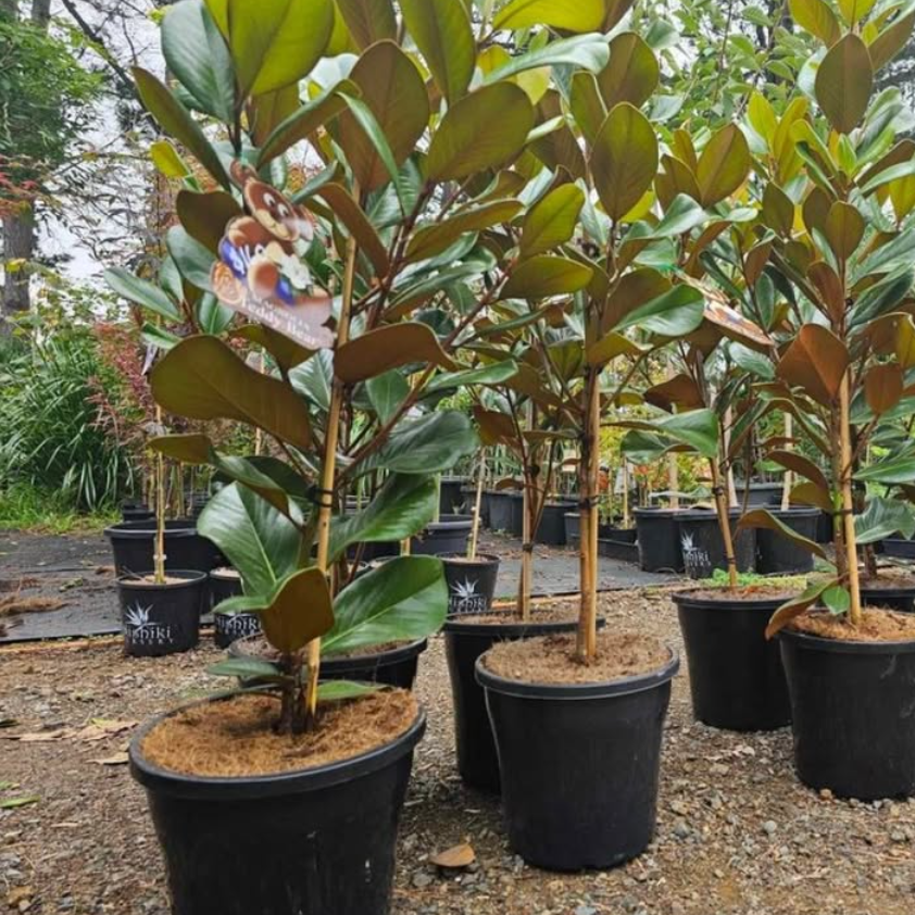 Magnolia grandiflora Teddy Bear