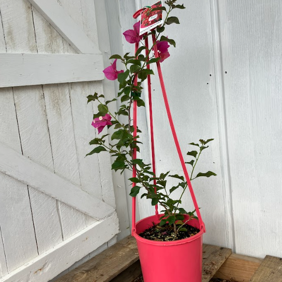 Bougainvillea Temple Fire