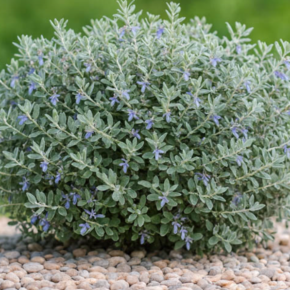 Teucrium fruticans