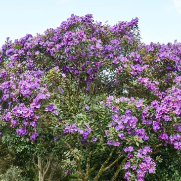 Tibouchina organensis Blue Moon