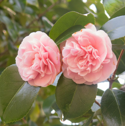Camellia japonica Tiffany