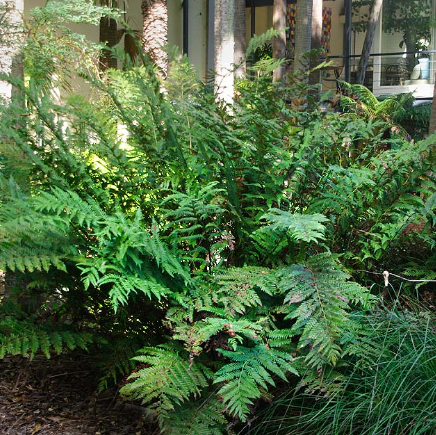 Todea barbara King Fern