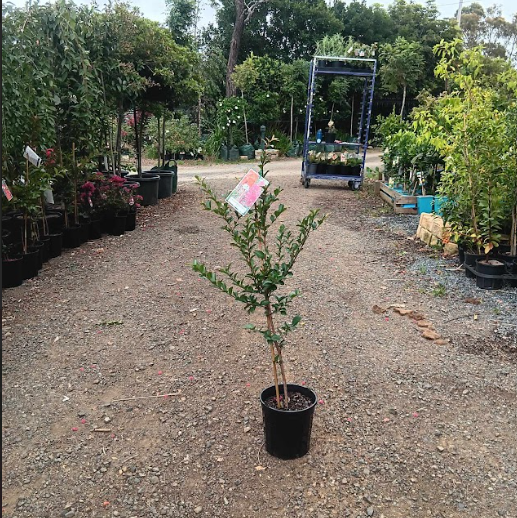 Lagerstroemia Tonto Crepe Myrtle