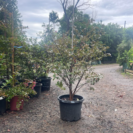 Lagerstroemia Tonto Crepe Myrtle