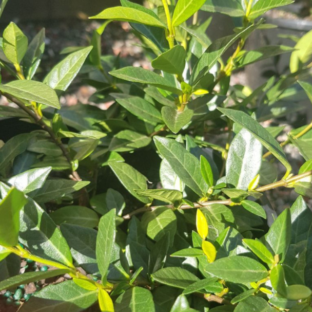 Trachelospermum asiaticum Fine Leaf