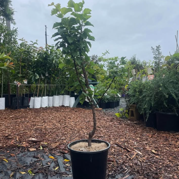 Prunus armeniaca Trevatt Apricot
