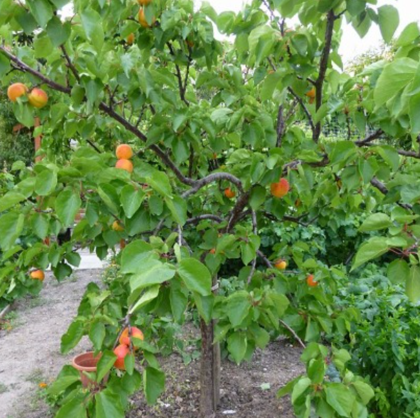 Prunus armeniaca Trevatt Apricot