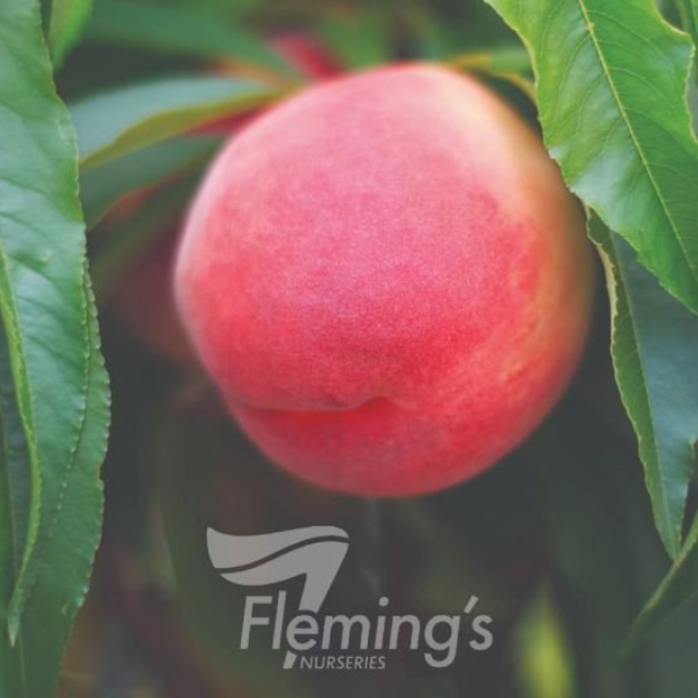 Prunus persica Trixzie Pixzee Peach