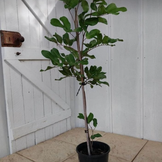 Cupaniopsis anacardioides Tuckeroo