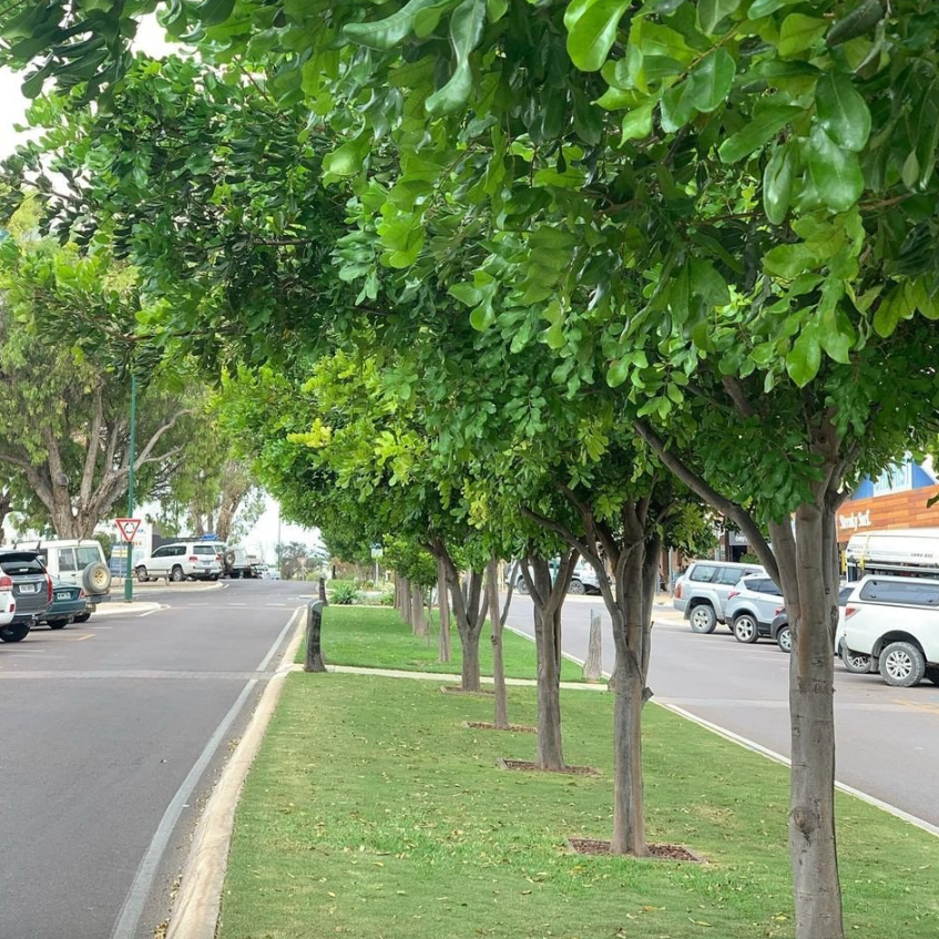 Cupaniopsis anacardioides Tuckeroo